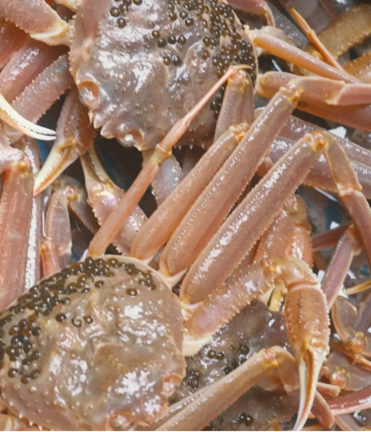 【本松葉かに】ラストスパートです！！